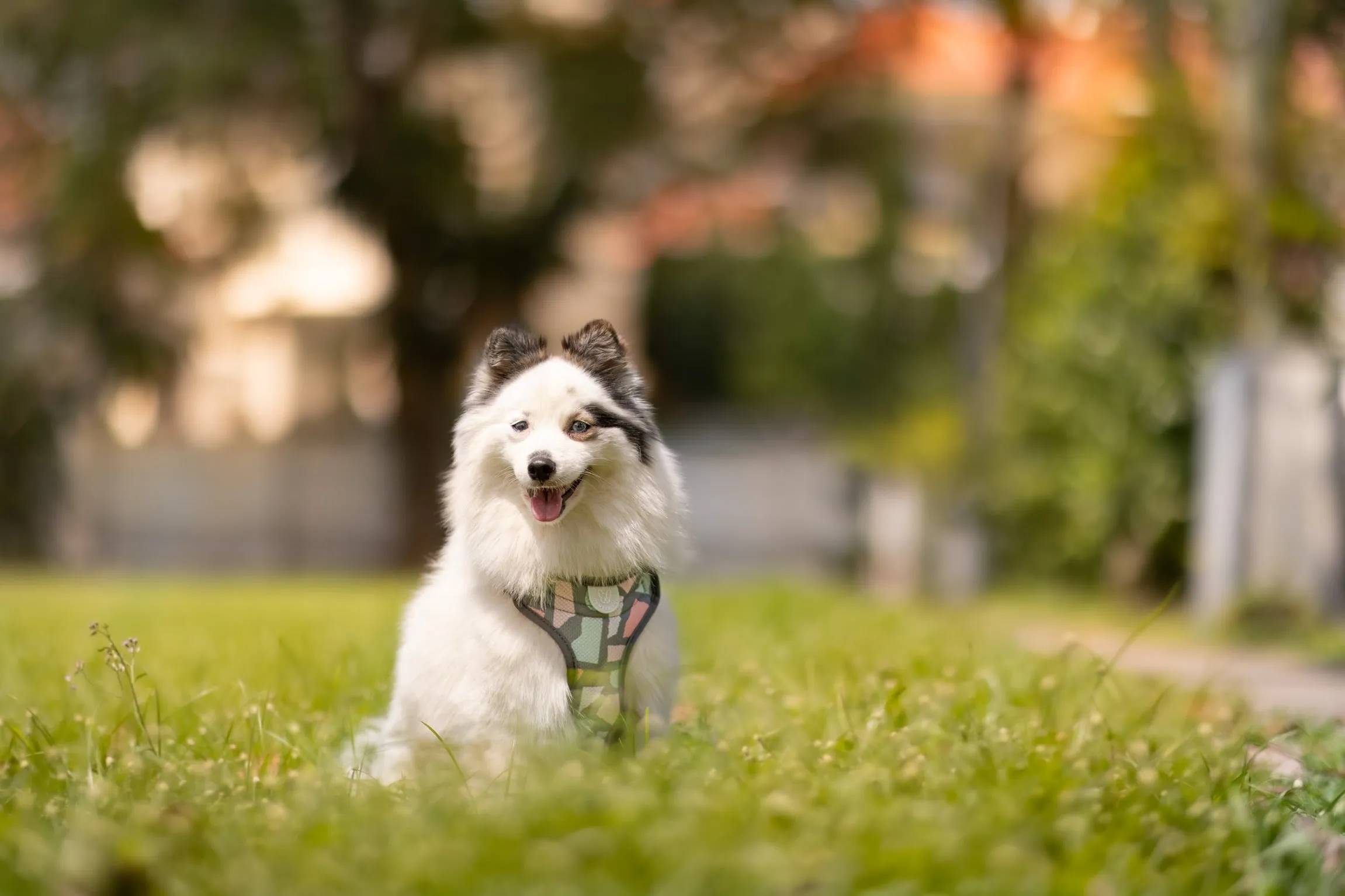 Gentle Pup - Ollie Oliver Easy Harness