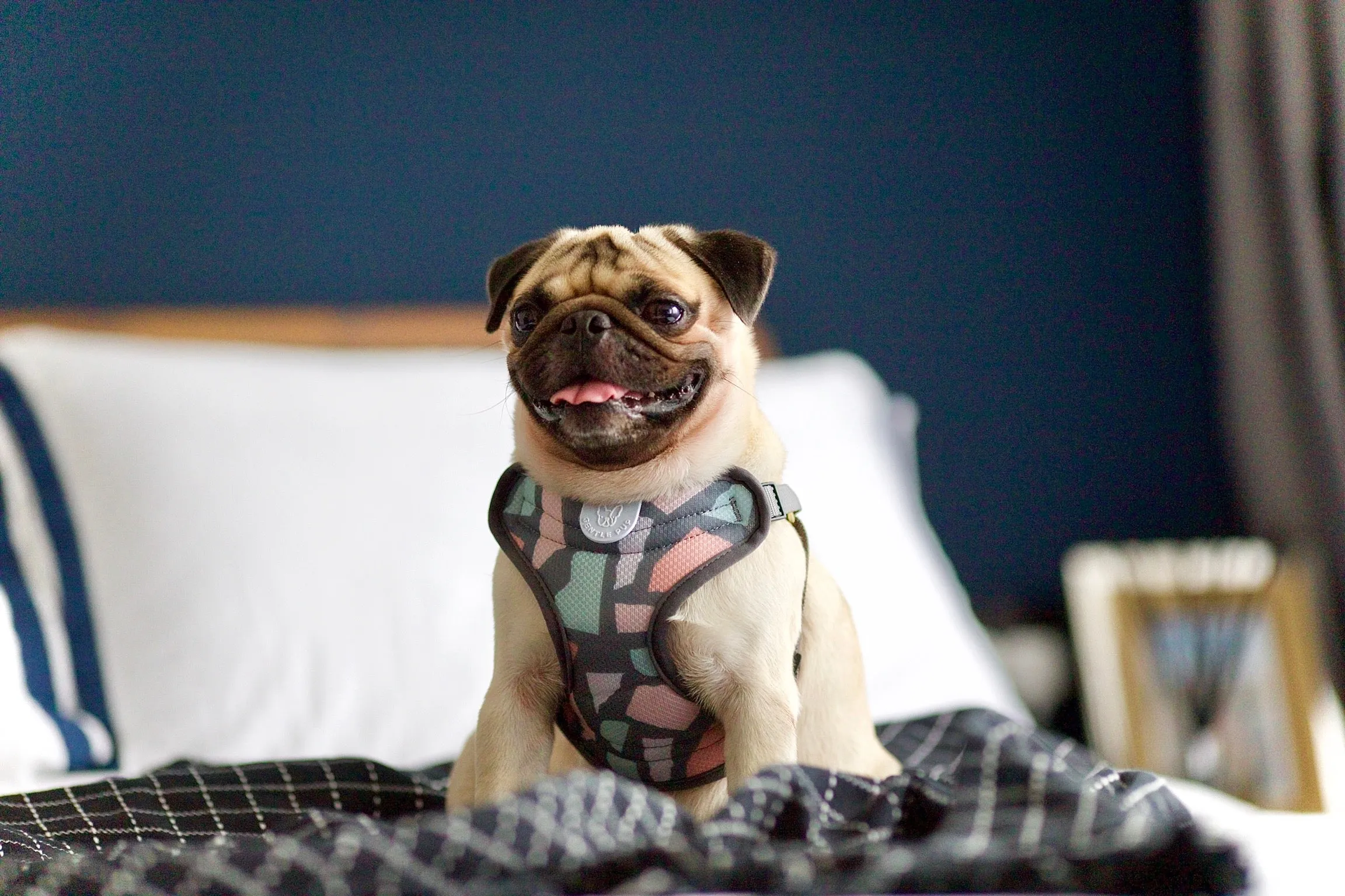 Gentle Pup - Ollie Oliver Easy Harness